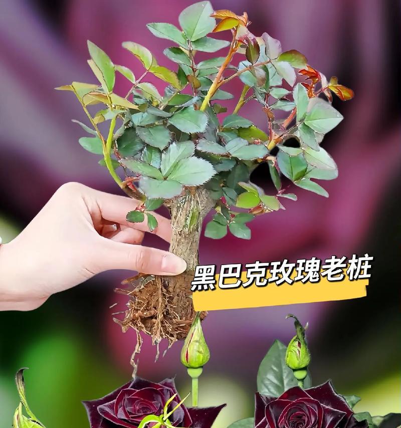 如何养活足够美的玫瑰花？
