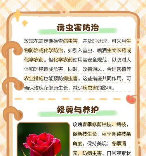 栽种玫瑰花所需的土壤量是多少？
