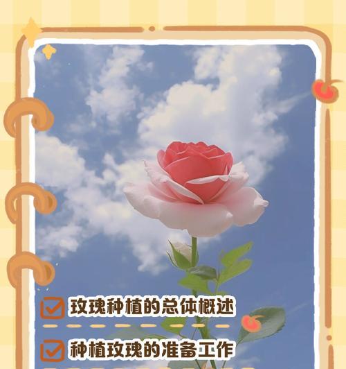 栽种玫瑰花所需的土壤量是多少？
