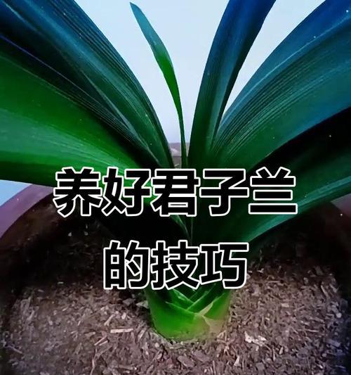 君子兰开花后应如何处理？