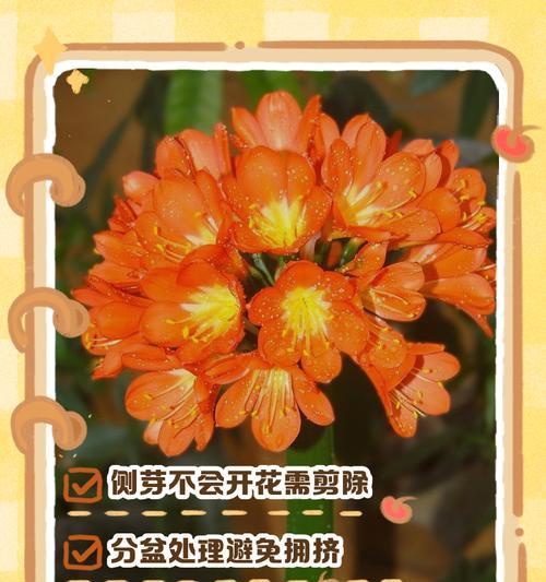 君子兰开花后应如何处理？