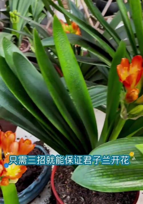 君子兰开花后应如何处理？