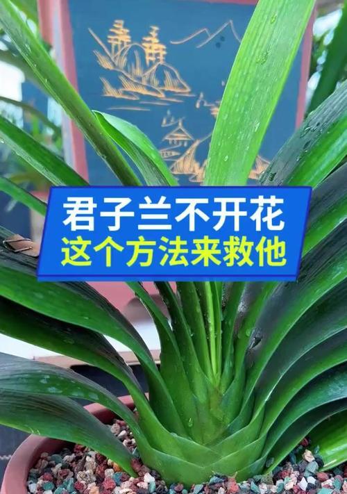 君子兰不开花是什么原因？