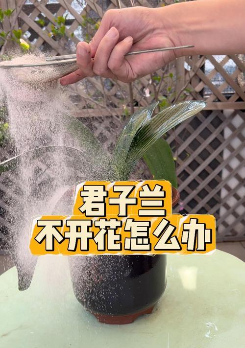 君子兰不开花是什么原因？