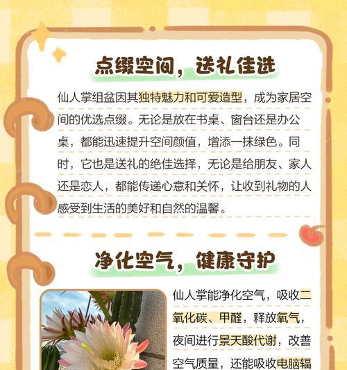 仙人掌盆栽养护要点是什么？