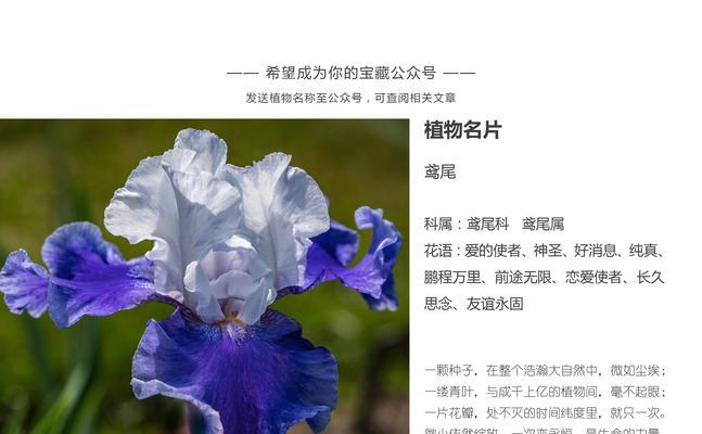 砍头君子兰种植步骤是什么？