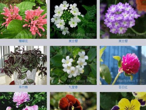 砍头君子兰种植步骤是什么？