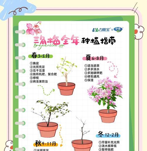 梅种子种植玫瑰花的方法是什么？