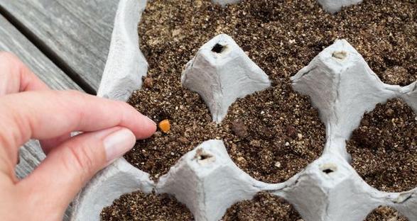 梅种子种植玫瑰花的方法是什么？