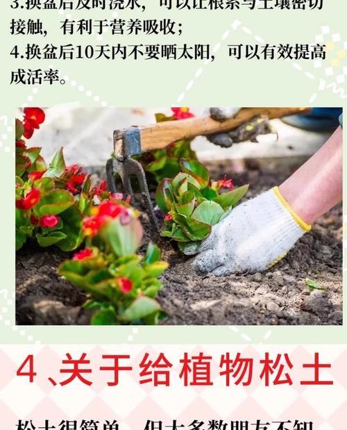 仙人球施肥的最佳时间是什么时候？