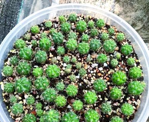 仙人球施肥的最佳时间是什么时候？