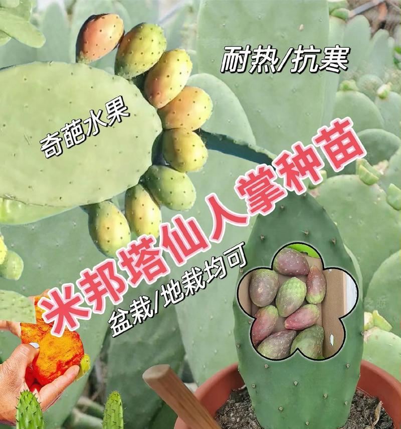 仙人掌需要吸水吗？养殖方法有哪些？
