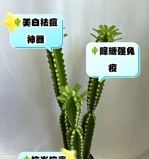 仙人掌需要吸水吗？养殖方法有哪些？