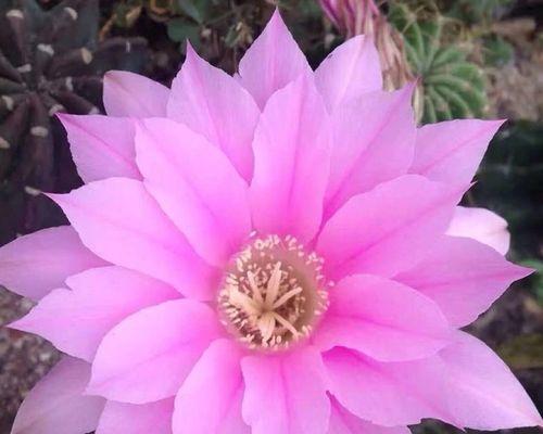 如何养护仙人球才能开花？