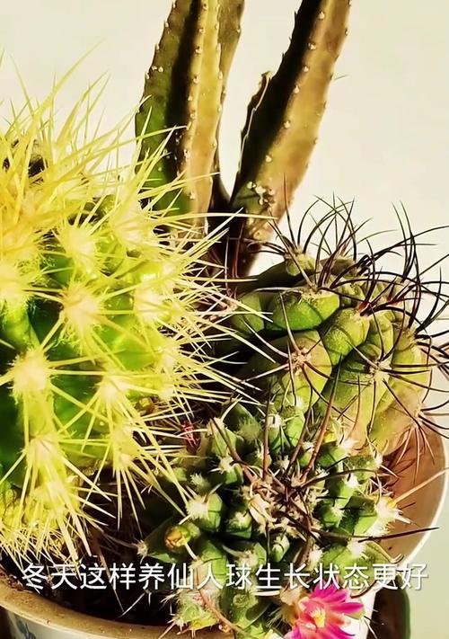 如何养护仙人球才能开花？