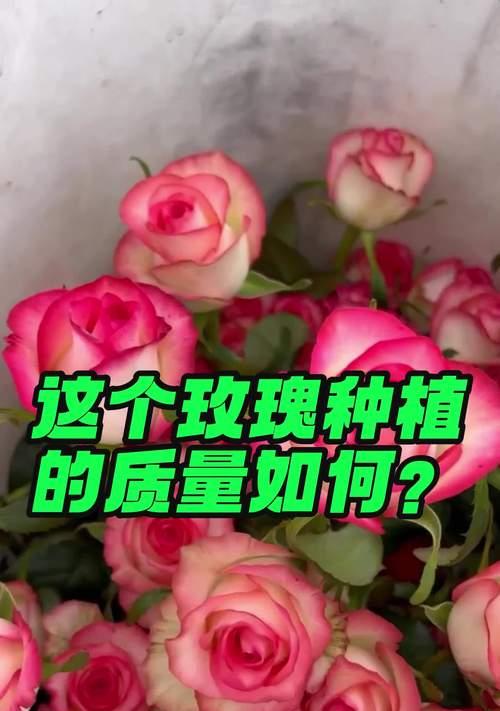 用玫瑰花束种植玫瑰花的步骤是什么？