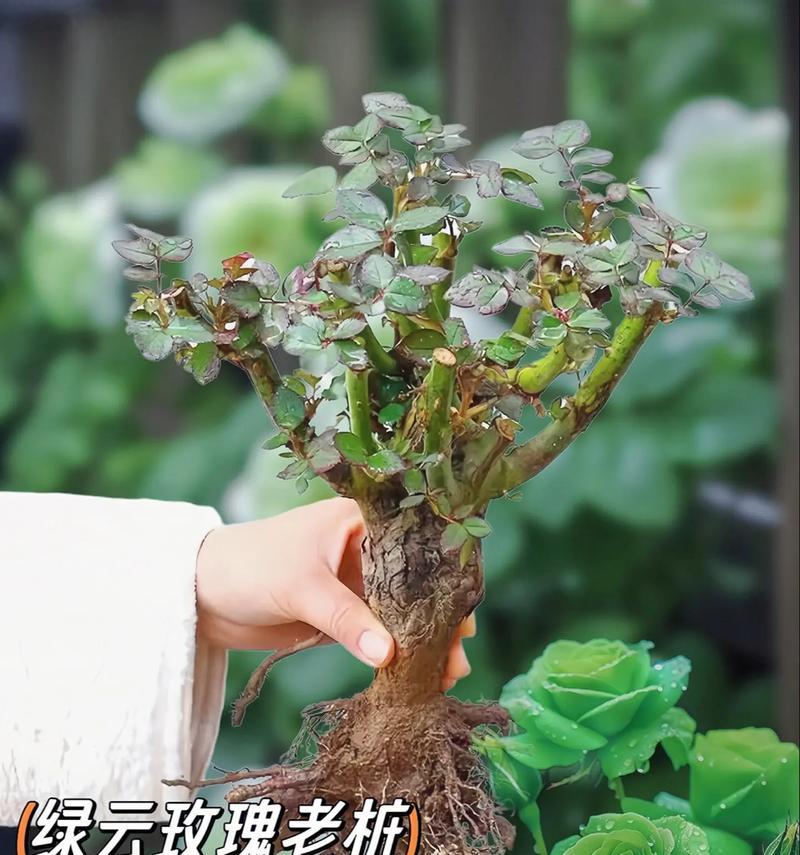 糖果枝玫瑰花的养殖技巧有哪些？