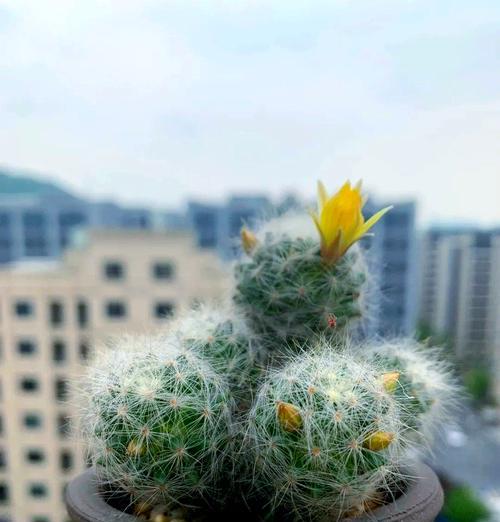 老仙人球如何养护以促生崽子？