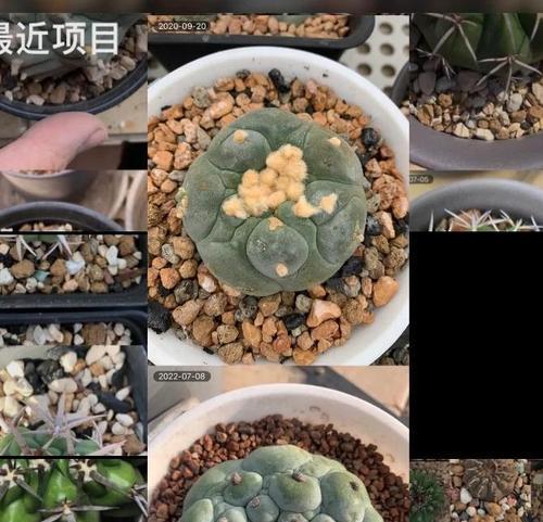 老仙人球如何养护以促生崽子？