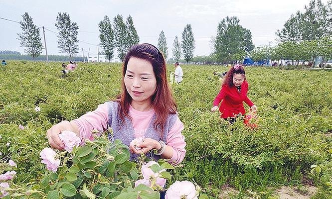 正阳种植玫瑰花的地点是什么？