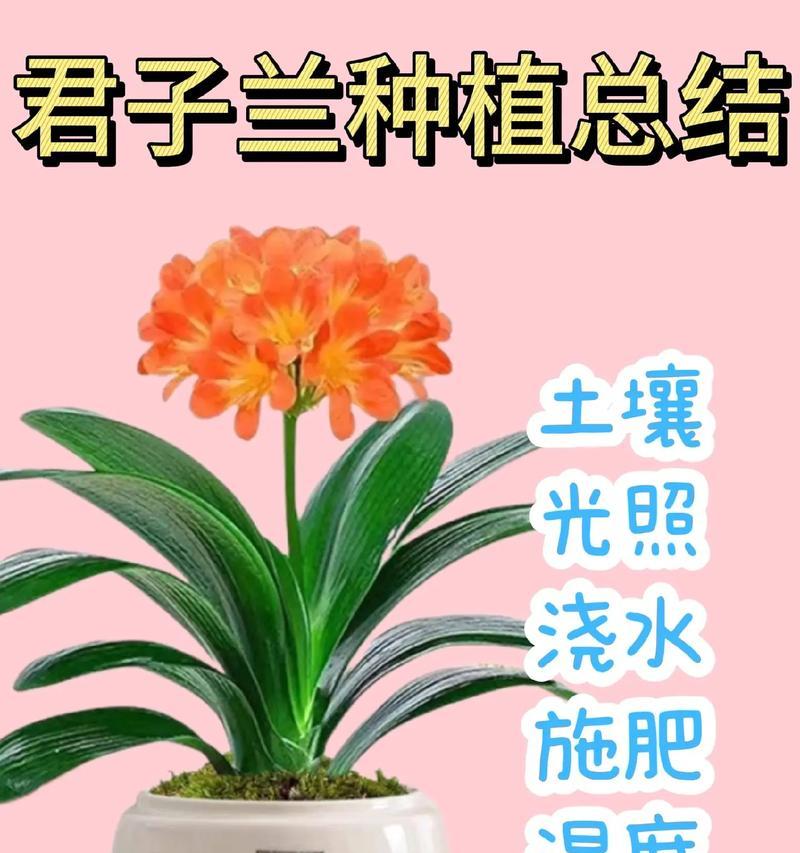 君子兰侧芽种植的处理方法是什么？