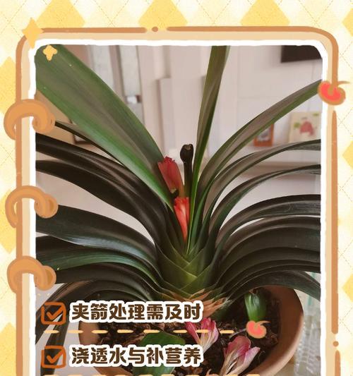 君子兰侧芽种植的处理方法是什么？