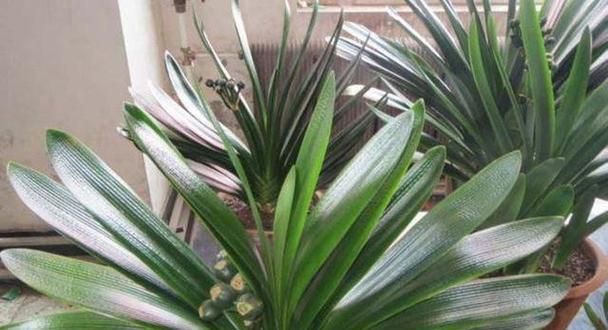 君子兰侧芽种植的处理方法是什么？