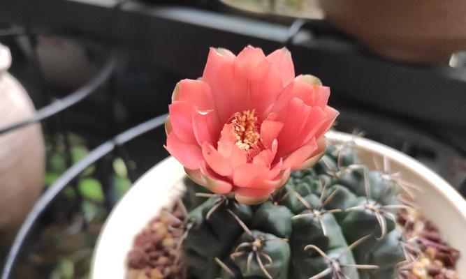 秀普仙人球种植方法是什么？