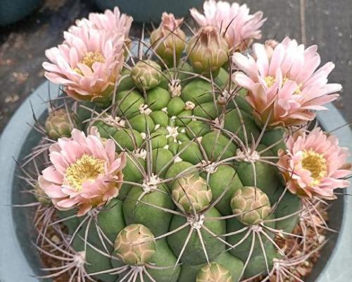 秀普仙人球种植方法是什么？