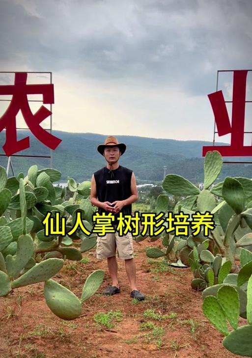 树形仙人掌的培育方法是什么？