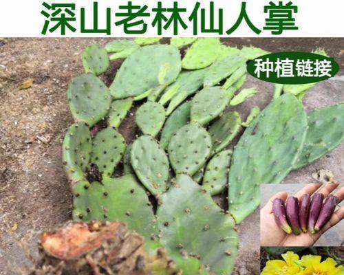 树形仙人掌的培育方法是什么？