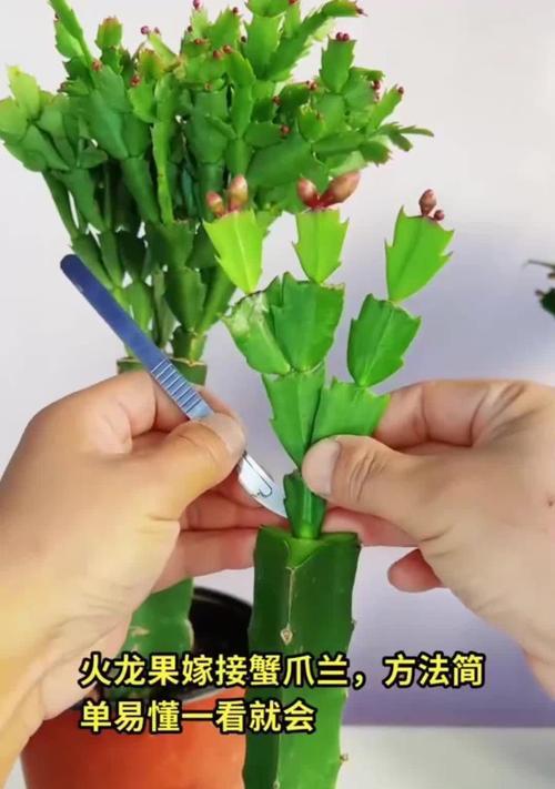 仙人掌火龙果的养殖技巧有哪些？