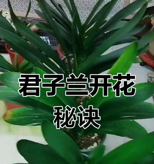 如何自己配制适合君子兰的土壤？