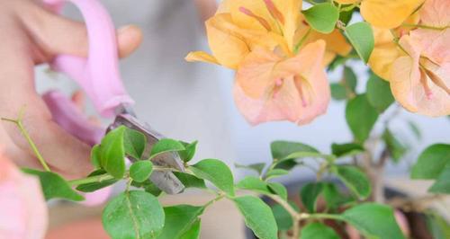 君子兰锈斑病的修剪枝条方法是什么？