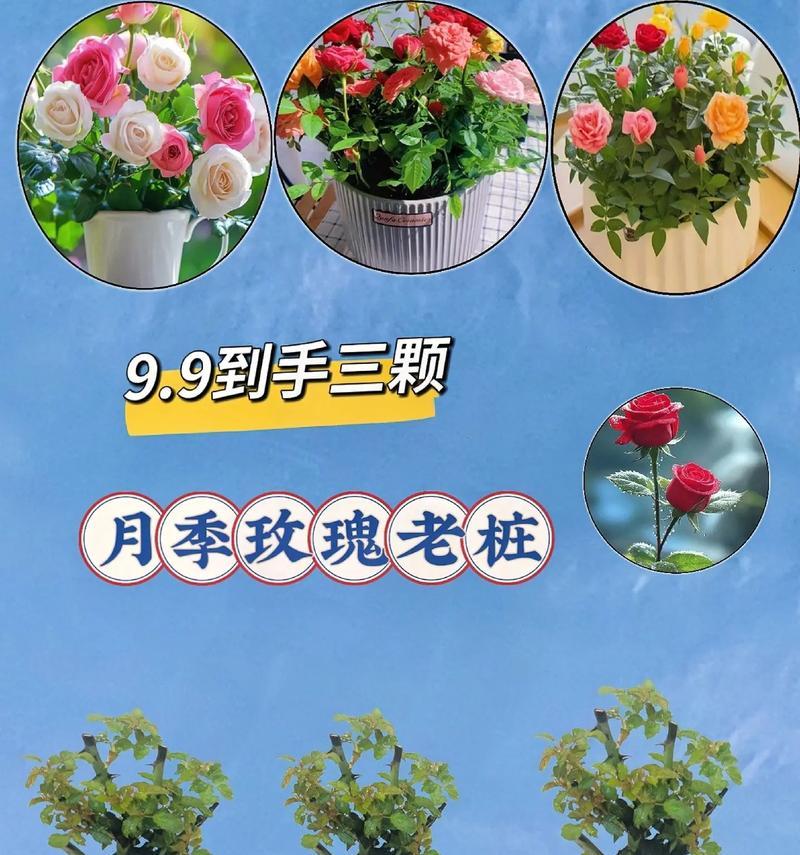 如何在阳台上养护月季玫瑰花？