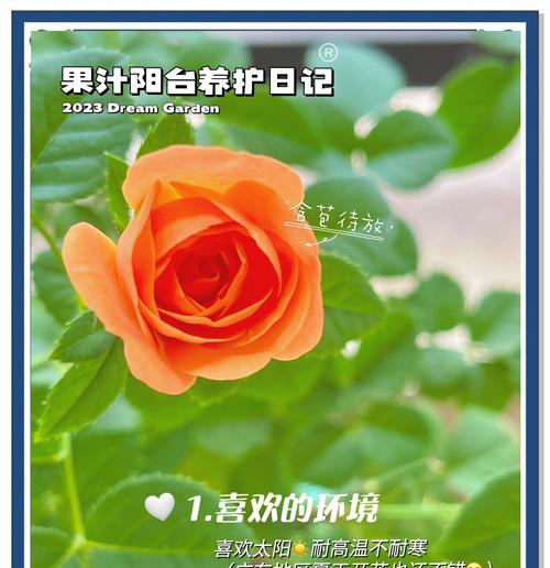 如何在阳台上养护月季玫瑰花？