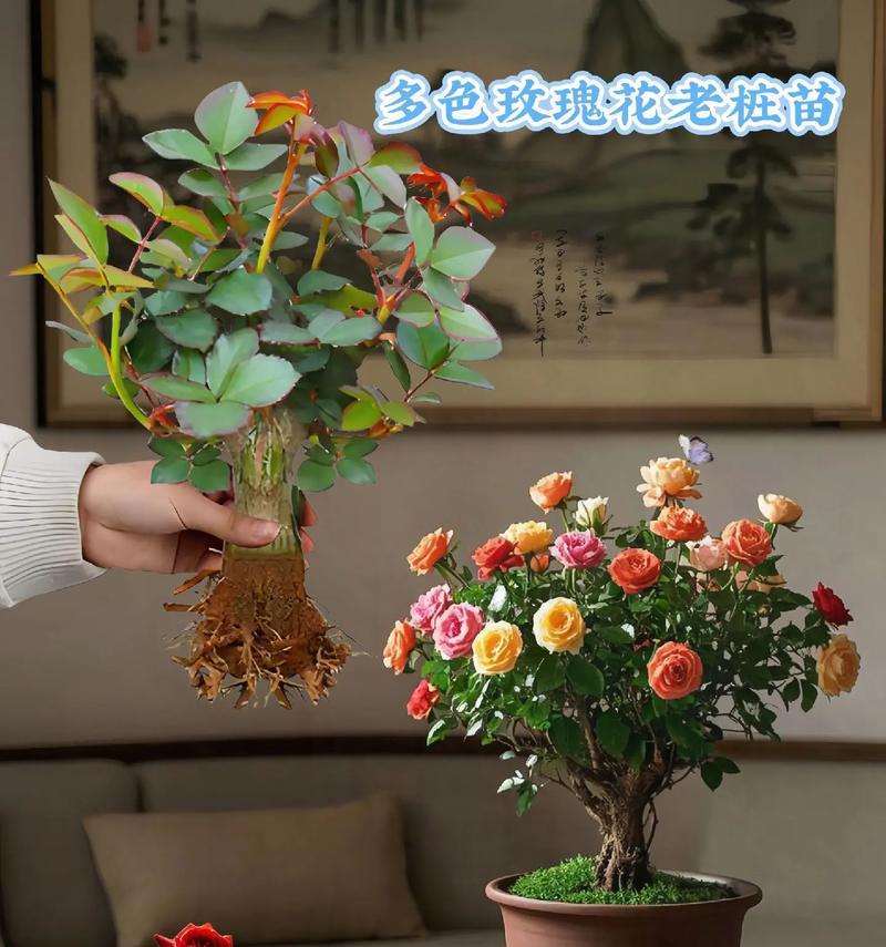 如何在阳台上养护月季玫瑰花？