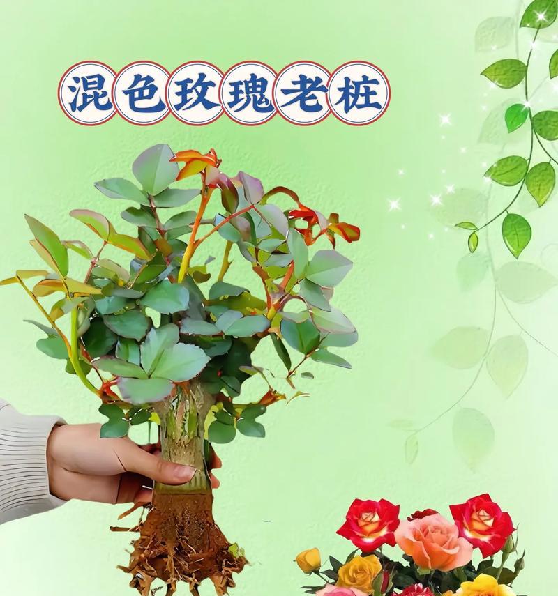 超长玫瑰花的种植技巧有哪些？