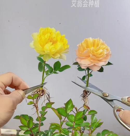 超长玫瑰花的种植技巧有哪些？