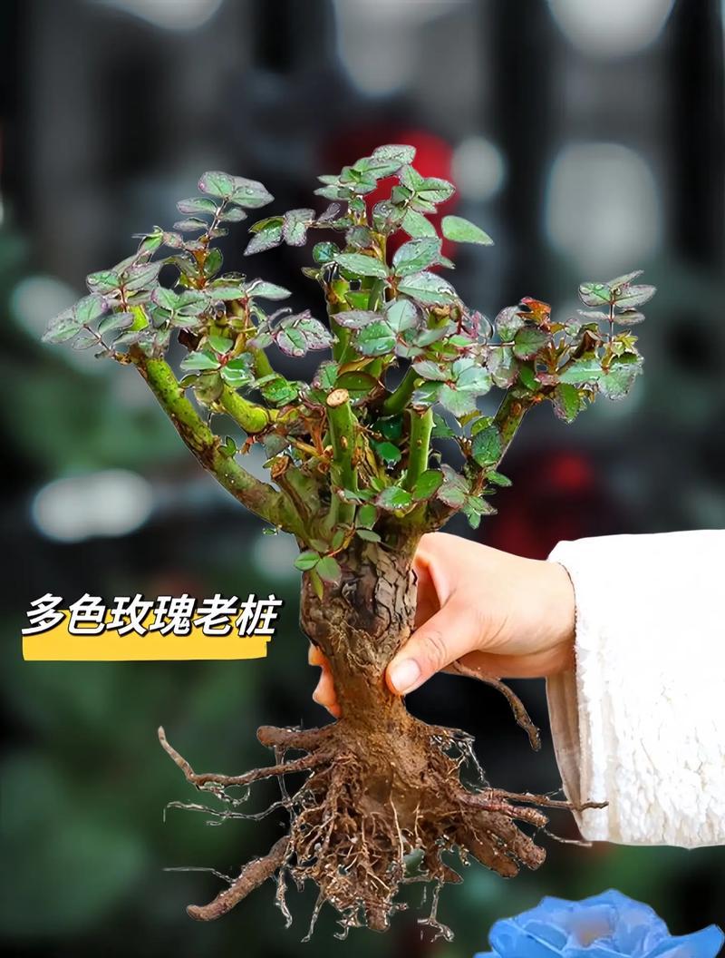 超长玫瑰花的种植技巧有哪些？
