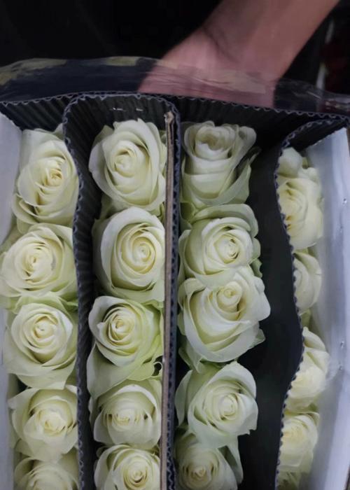 小毛姐玫瑰花的养护方法是什么？