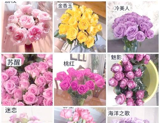 小毛姐玫瑰花的养护方法是什么？