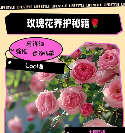 小毛姐玫瑰花的养护方法是什么？