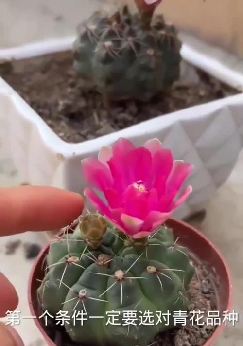 黑蝎子仙人球开花的条件是什么？