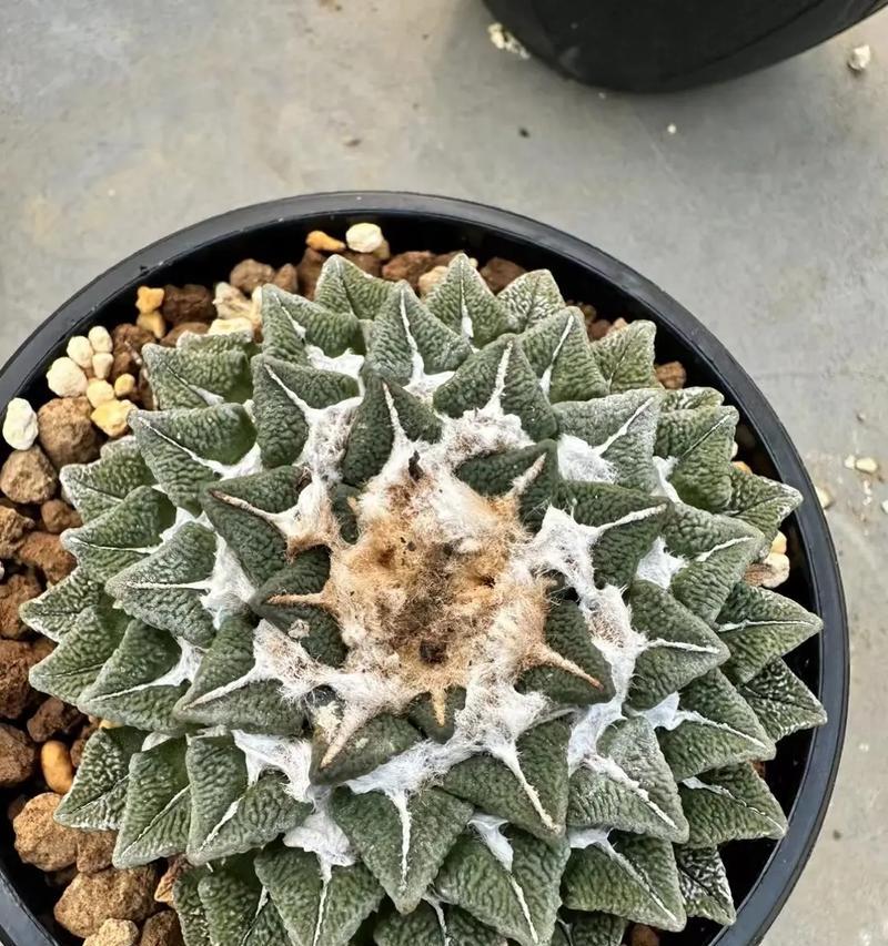 黑蝎子仙人球开花的条件是什么？