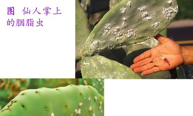 仙人掌长虫子后如何治疗？