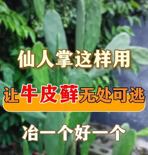 仙人掌长虫子后如何治疗？