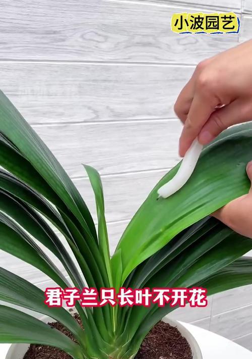 君子兰掐叶后不开花的原因是什么？
