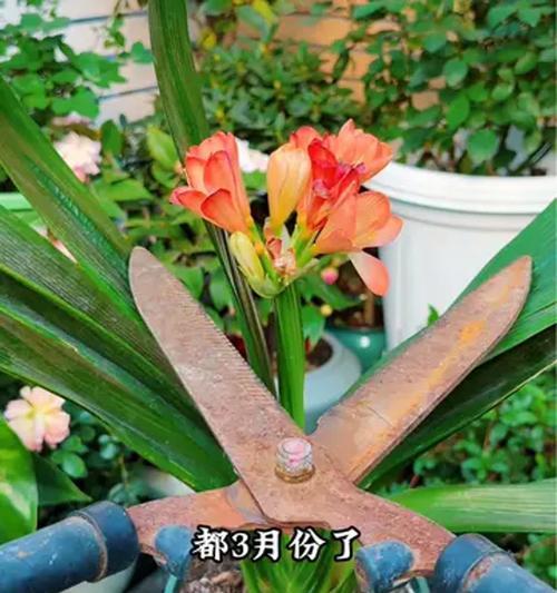 君子兰掐叶后不开花的原因是什么？