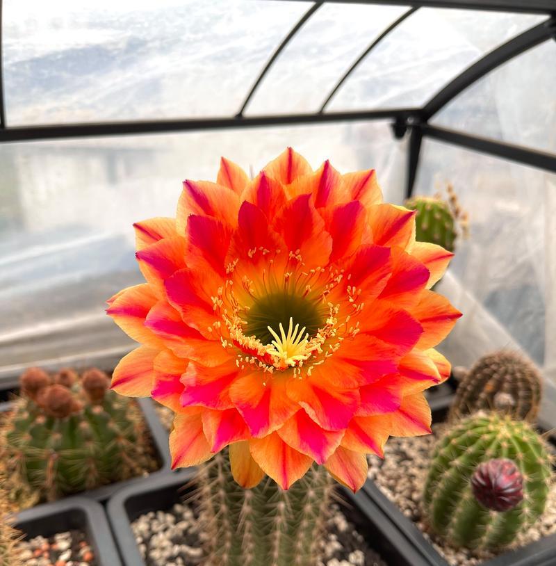 仙人球杂交种植方法是什么？